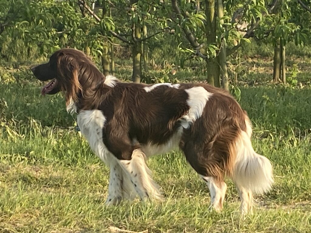 Erling vom Weinberg img 6387 original