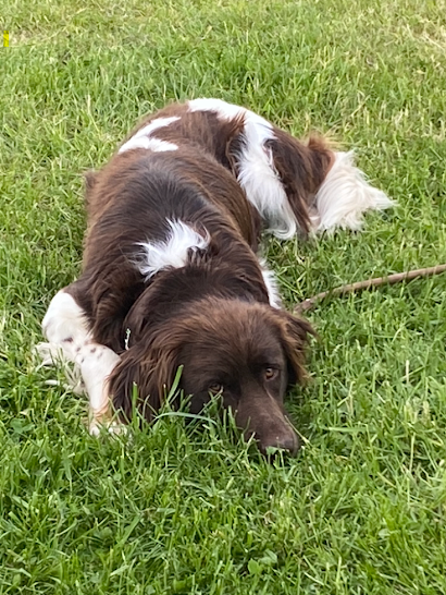 Erling vom Weinberg - Kleiner Münsterländer, Deckrüde img 8673